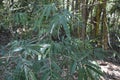 Bamboo with yellow stems in Indonesia. Bamboo in the forest