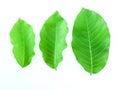 Bambooleaves Royalty Free Stock Photo