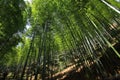 Bamboos