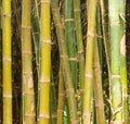 Bamboos