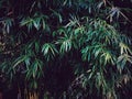 bamboos background