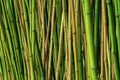 The bamboos are evergreen perennial flowering plants in the subfamily Bambusoideae of the grass family Poaceae Royalty Free Stock Photo