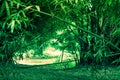 Bamboos at Waeruwan Garden in PhutthamonthonBuddhist park in Phutthamonthon district,Nakhon Pathom Province of Thailand