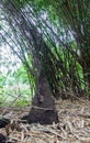 Anthill and bamboos at Waeruwan Garden in PhutthamonthonBuddhist park in Phutthamonthon district,Nakhon Pathom Province of Thaila