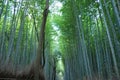 Bamboos forest in Kyoto, Japan Royalty Free Stock Photo