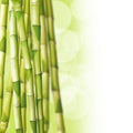Bamboos, green background