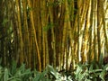 Bamboos growing free Royalty Free Stock Photo