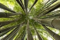 Bamboos growing skyward