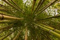 Bamboos Jungle of Anduze