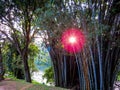 Bamboos in Kandy Botanical Garden Royalty Free Stock Photo