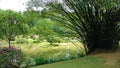 Bamboos at pond side in Royal Botanic Gardens, Peradeniya , Kandy , Sri Lanka Royalty Free Stock Photo