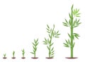 Bamboos ripening period progression. Bamboo growth stages. Bamboo bush life cycle plant phases development. Bamboos