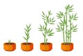 Bamboos ripening period progression. Bamboo growth stages. Vector Illustration of bamboo in pot on white background. For Royalty Free Stock Photo