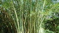 Bamboos in Royal Botanic Gardens, Peradeniya , Kandy , Sri Lanka Royalty Free Stock Photo