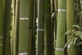 Bamboos Thicket Curtain