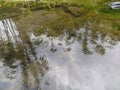 Bamboos tree reflected on the river