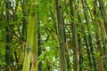 Bamboos trees and green natural background Royalty Free Stock Photo