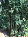 Bamboos trees of Sri Lanka Royalty Free Stock Photo
