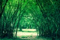 Bamboos tunnel at Waeruwan Garden in PhutthamonthonBuddhist park in Phutthamonthon district,Nakhon Pathom Province of Thailand