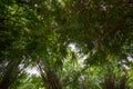 Bamboos at Waeruwan Garden in PhutthamonthonBuddhist park in Phutthamonthon district,Nakhon Pathom Province of Thailand