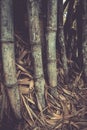 Bamboos at Waeruwan Garden in PhutthamonthonBuddhist park in Phutthamonthon district,Nakhon Pathom Province of Thailand