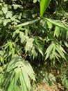 BAMBOSA IS A LARGE GENUS OF CLUMPING BAMBOOS