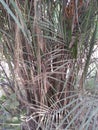 BAMBOSA IS A LARGE GENUS OF CLUMPING BAMBOOS