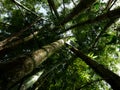 A bambu tree forest from low angle view showing a vanishing point