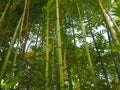 Bambusa bamboo is a genus of perennial evergreens in the Poaceae family of Cereals, from the Bambuseae subfamily Royalty Free Stock Photo