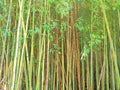 Bambusa bamboo is a genus of perennial evergreens in the Poaceae family of Cereals, from the Bambuseae subfamily