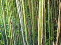 Bambusa bamboo is a genus of perennial evergreens in the Poaceae family of Cereals, from the Bambuseae subfamily Royalty Free Stock Photo