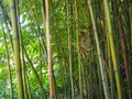 Bambusa bamboo is a genus of perennial evergreens in the Poaceae family of Cereals, from the Bambuseae subfamily