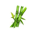 Bambusa or bamboos ayurvedic herb digital art illustration with text isolated on white. Healthy organic spa plant widely used in