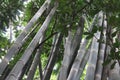 Bambusa oldhamii or Bamboo Amazonia