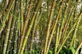 Bambusoideae Green bamboo trunks Royalty Free Stock Photo