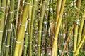 Bambusoideae Green bamboo trunks Royalty Free Stock Photo