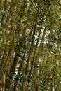 Bambusoideae Green bamboo trunks Royalty Free Stock Photo