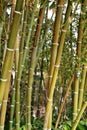 Bambusoideae Green bamboo trunks Royalty Free Stock Photo