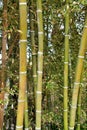 Bambusoideae Green bamboo trunks Royalty Free Stock Photo