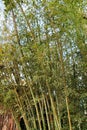 Bambusoideae Green bamboo trunks Royalty Free Stock Photo