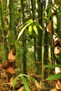 Bambusoideae Green bamboo trunks Royalty Free Stock Photo