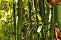 Bambusoideae Green bamboo trunks in the garden