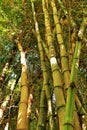 Bambusoideae Green bamboo trunks in the garden