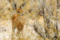 Bamby in Etosha Royalty Free Stock Photo