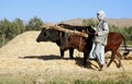 A farmer with oxen in Bamiyan, Afghanistan