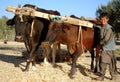 A boy with oxen on a farm in Bamiyan, Afghanistan