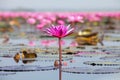 Ban Bua Daeng,Nonghan  Udon Thani , picture of beautiful lotus flower field at the red lotus Panorama View Royalty Free Stock Photo