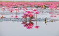 Ban Bua Daeng,Nonghan  Udon Thani , picture of beautiful lotus flower field at the red lotus Panorama View Royalty Free Stock Photo