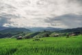 Beautiful scenery of Ban Pa Pong Piang,Mae Chaem,Chiang Mai province,Northern Thailand. Green Terraced Rice Field Royalty Free Stock Photo