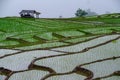 Ban Papongpieng Rice Terraces, Chiang Mai Royalty Free Stock Photo